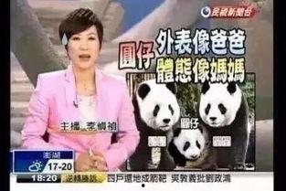 新闻爆料熊猫哥视频下载,揭秘热门短视频背后的下载攻略