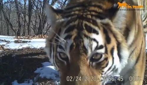 老汪爆料虎豹视频大全最新,老汪最新爆料,高清视频大全震撼来袭! 第2张 老汪爆料虎豹视频大全最新,老汪最新爆料,高清视频大全震撼来袭! 第2张